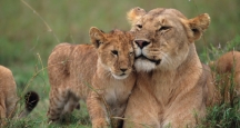 New York Wild Film Festival, Events in NYC