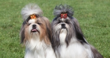 NYC Events, Westminster Dog Show